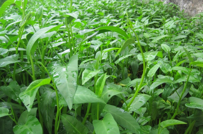 Cách trồng rau muống bằng cành lớn nhanh như thổi - Ảnh 6. Cách trồng rau muống bằng cành lớn nhanh như thổi - Ảnh 6.