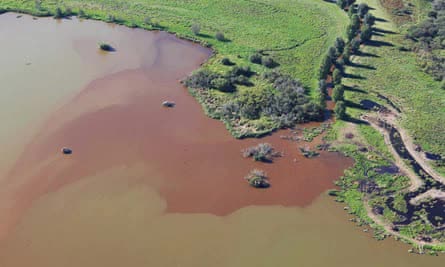 Kinh dị khung cảnh hàng nghìn con chim nổi lềnh bềnh trên sông: Thủ phủ ngành sữa của New Zealand bị tàn phá nghiêm trọng - Ảnh 4.