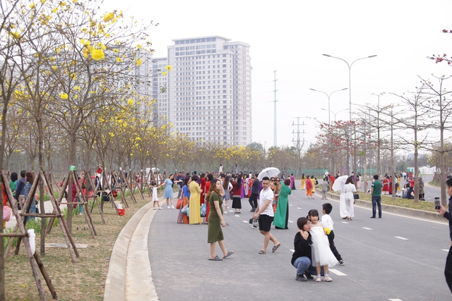 Chụp ảnh với hoa phong linh, nhiều người leo thang, trèo cây, vịn hoa, bẻ cành - Ảnh 2. Chụp ảnh với hoa phong linh, nhiều người leo thang, trèo cây, vịn hoa, bẻ cành - Ảnh 2.