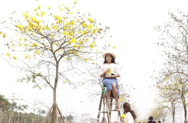 Chụp ảnh với hoa phong linh, nhiều người leo thang, trèo cây, vịn hoa, bẻ cành - Ảnh 12.