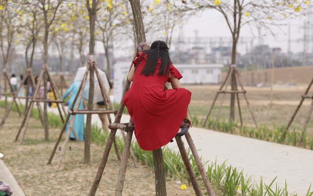 Chụp ảnh với hoa phong linh, nhiều người leo thang, trèo cây, vịn hoa, bẻ cành - Ảnh 9. Chụp ảnh với hoa phong linh, nhiều người leo thang, trèo cây, vịn hoa, bẻ cành - Ảnh 9.