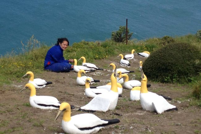 The story of the loneliest bird in the world: Spending his life in love with a block of concrete because he didn't have any friends by his side - Photo 3.