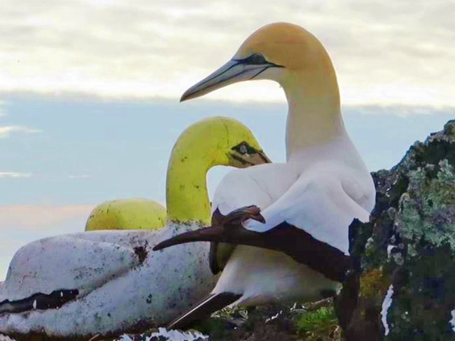 The story of the loneliest bird in the world: Spending his life in love with a block of concrete because he didn't have any friends by his side - Photo 2.