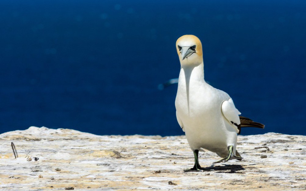 CHÚ CHIM CÔ ĐƠN, tin tức Mới nhất Chuyện của chú chim cô độc nhất thế ...
