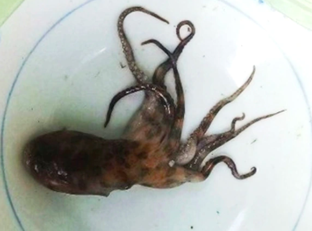 Loại bạch tuộc độc gấp 50 lần rắn hổ mang, gây tử vong nhanh - Ảnh 2.