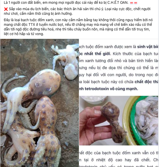 Loại bạch tuộc độc gấp 50 lần rắn hổ mang, gây tử vong nhanh - Ảnh 1.