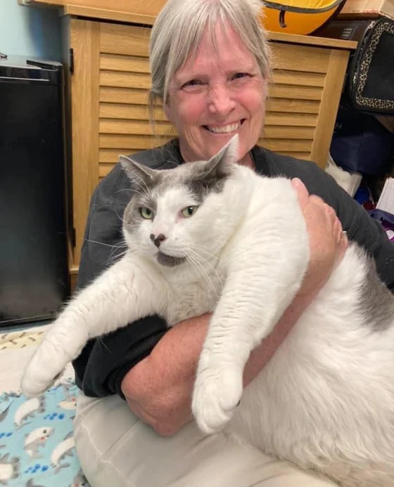 Bé mèo khổng lồ nặng gần 20kg khiến người ta yêu ngay từ cái nhìn đầu tiên - Ảnh 2.