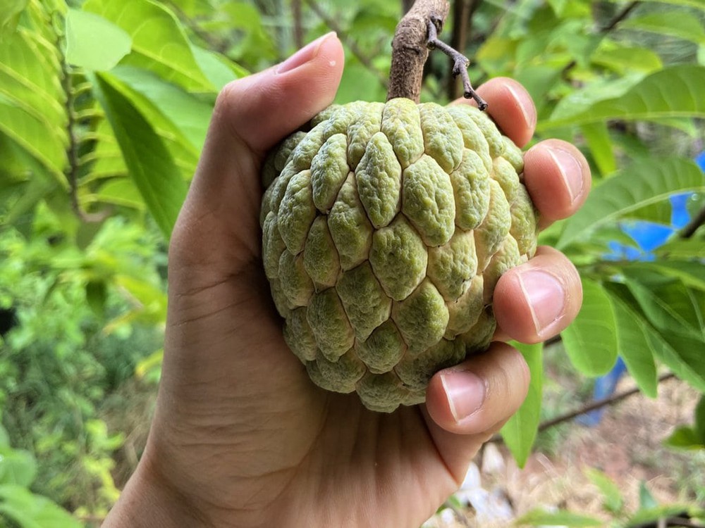  Chuyên trang du lịch nêu 8 loại quả ngon nhất của Việt Nam: Quả được mệnh danh là vua trái c-y lại khiến nhiều người e ngại - Ảnh 6.