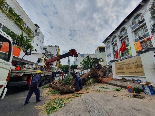 C&acirc;y xanh trong trường học bật gốc 7 người bị thương: Tr&aacute;ch nhiệm thuộc về ai? - Ảnh 1.