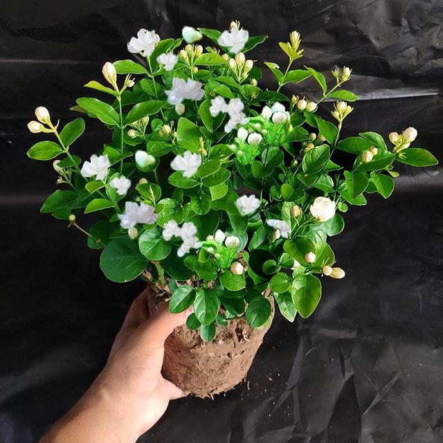 Tảo mộ Tết Thanh Minh: 3 loài hoa dâng cúng khiến bề trên ưng ý, 2 loài bạc bẽo cần tránh xa - Ảnh 4.
