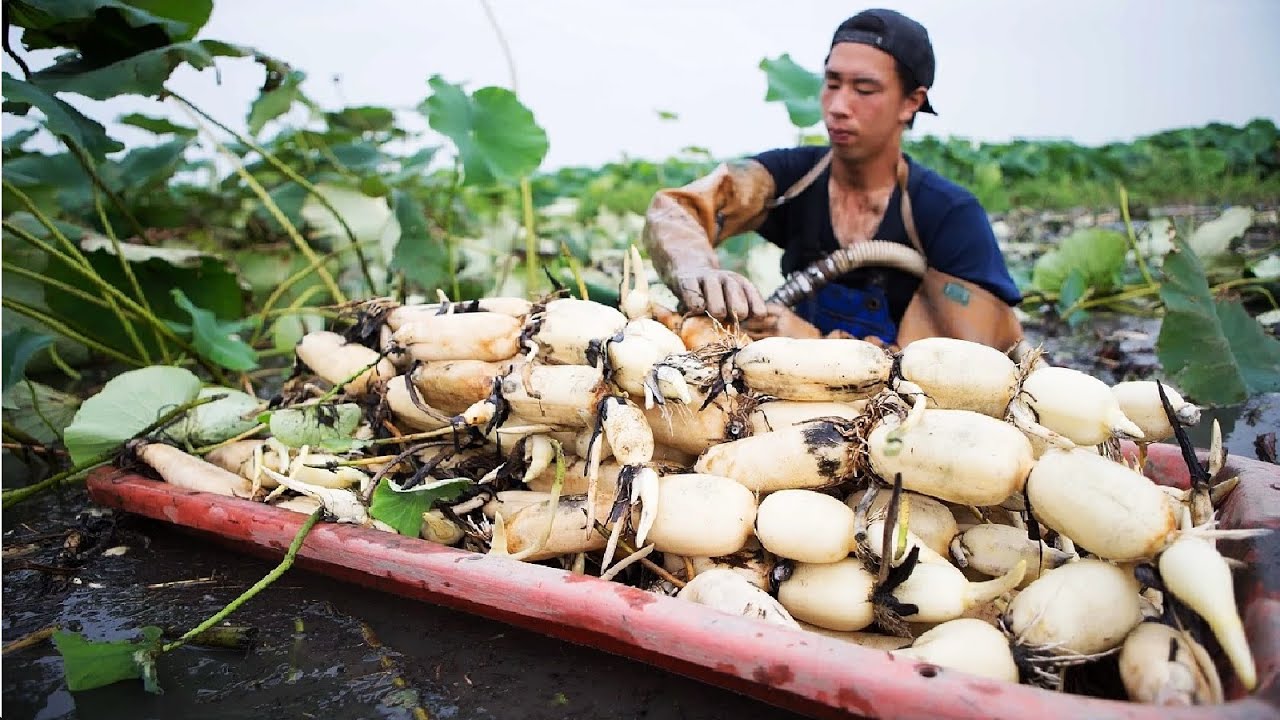 Loại củ ở Hàn Quốc quý như nhân sâm, về chợ Việt Nam chỉ có giá vài chục nghìn - Ảnh 1.