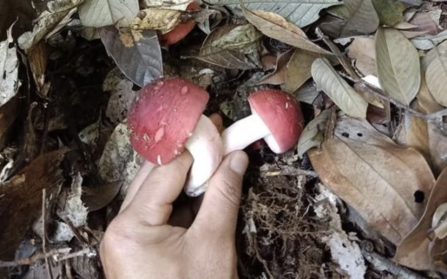NẤM, tin tức Mới nhất Loại nấm ở Việt Nam được ví như "vàng đỏ", chỉ ...