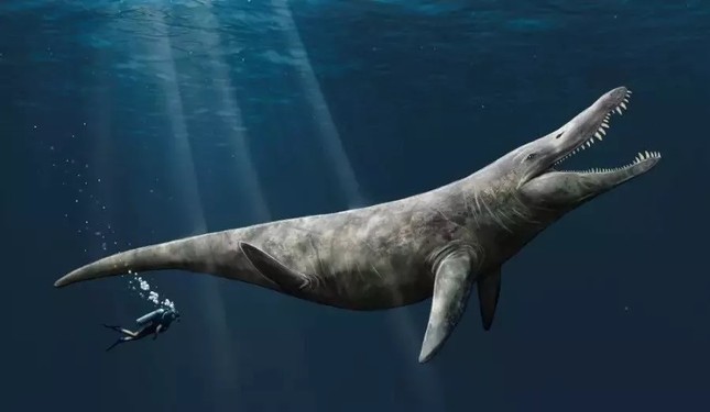 Bất ngờ phát hiện hài cốt quái vật biển kỷ Jura khủng trong bảo tàng - Ảnh 1.