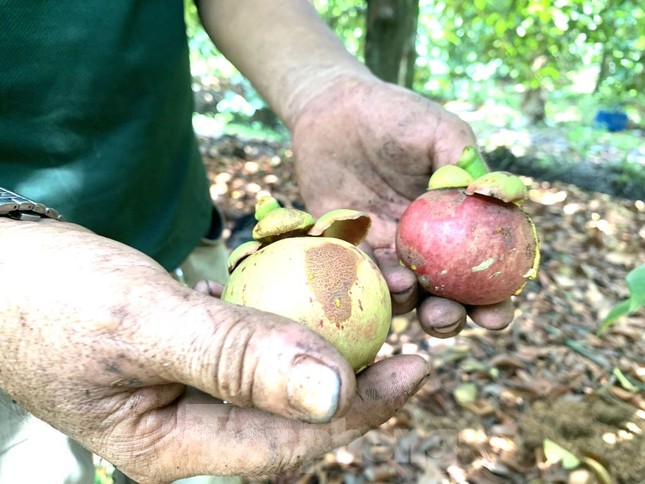 Nông dân trúng đậm măng cụt, công nhân mất việc đi hái, gọt thuê kiếm tiền - Ảnh 7.