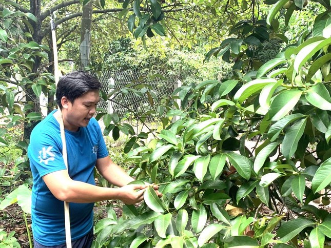 Nông dân trúng đậm măng cụt, công nhân mất việc đi hái, gọt thuê kiếm tiền - Ảnh 3.