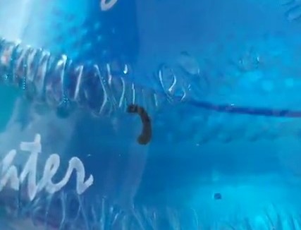 Vụ con đỉa trong bình nước: Mức phạt khó tin vì... tiêu hủy chứng cứ - Ảnh 2. Vụ con đỉa trong bình nước: Mức phạt khó tin vì... tiêu hủy chứng cứ - Ảnh 2.