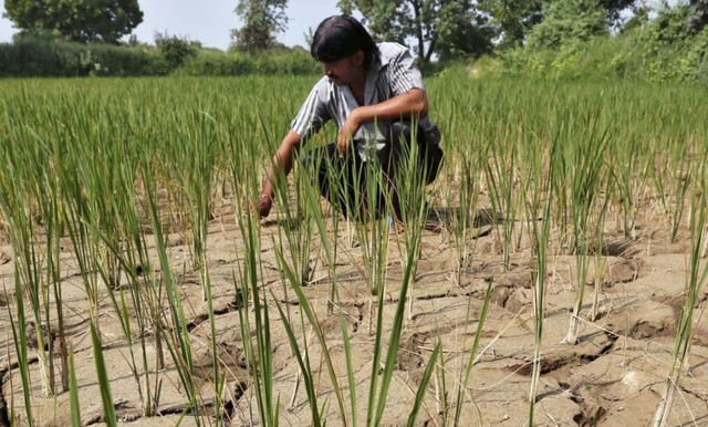 El Nino khả năng cao trở lại vào tháng tới: Biến đổi khí hậu đe dọa nhà cung cấp gạo hàng đầu thế giới - Ảnh 1.