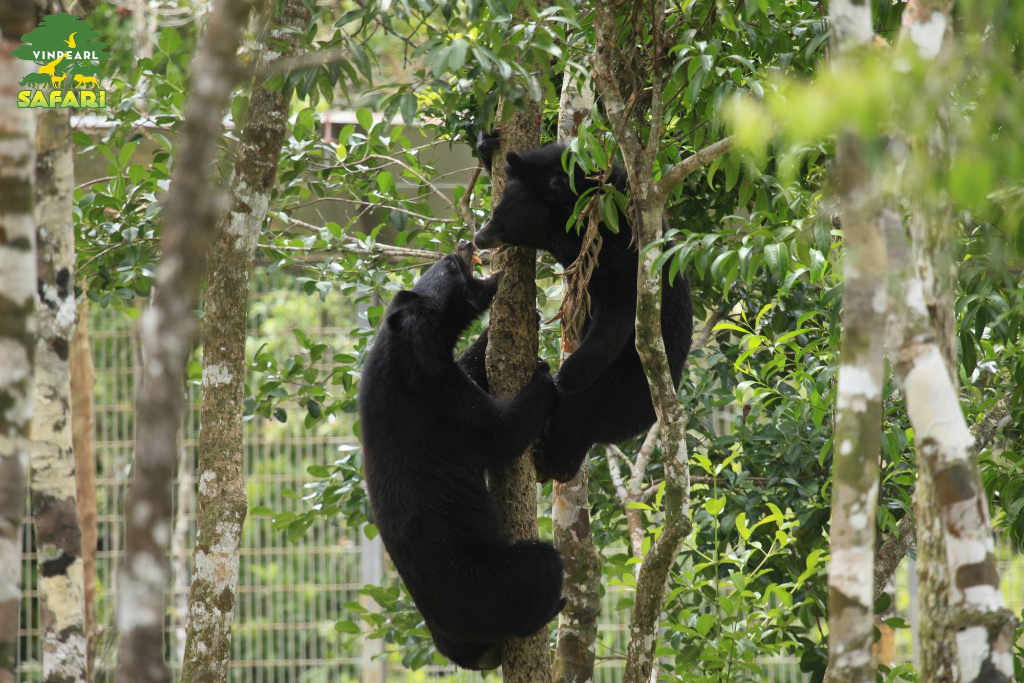Muốn xem gấu đen ở Việt Nam cần đến những nơi nào?