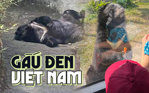 GẤU, tin tức Mới nhất Muốn xem gấu đen ở Việt Nam cần đến những nơi nào ...