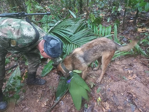 Ảnh: Quá trình tìm kiếm 4 em nhỏ sống sót thần kỳ suốt 40 ngày mất tích trong rừng sâu ở Colombia - Ảnh 7.