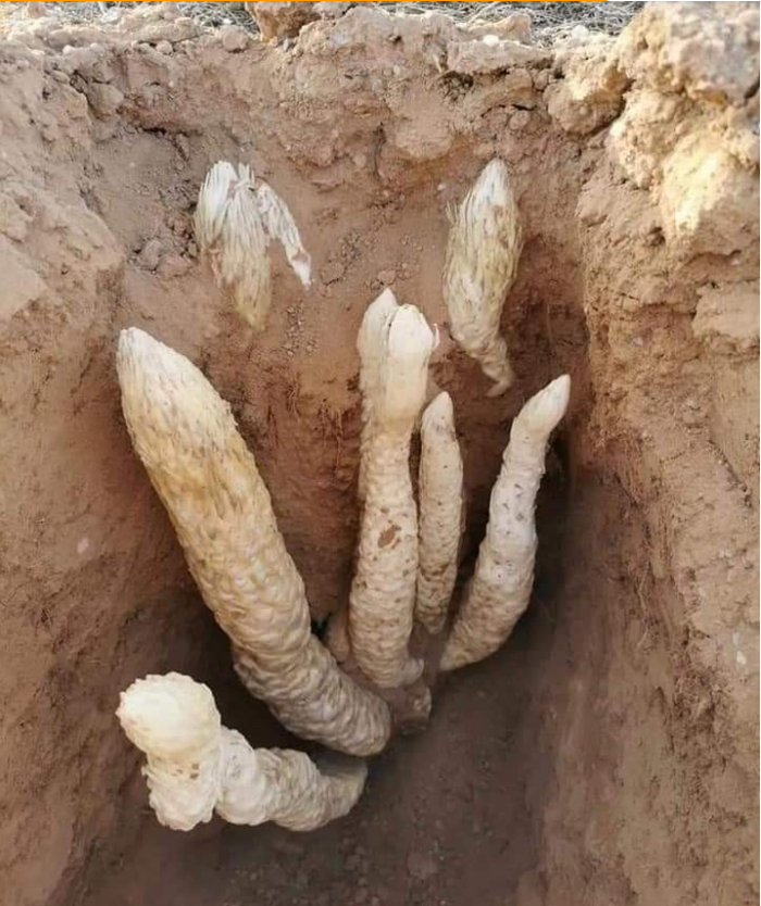 Lão nông đào đất đụng 7 “con rắn”, chuyên gia: “Lập tức phong tỏa hiện trường!”