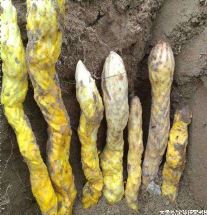 Lão nông dân đào đất gặp 7 con rắn, chuyên gia: “Lập tức phong tỏa hiện trường!”
