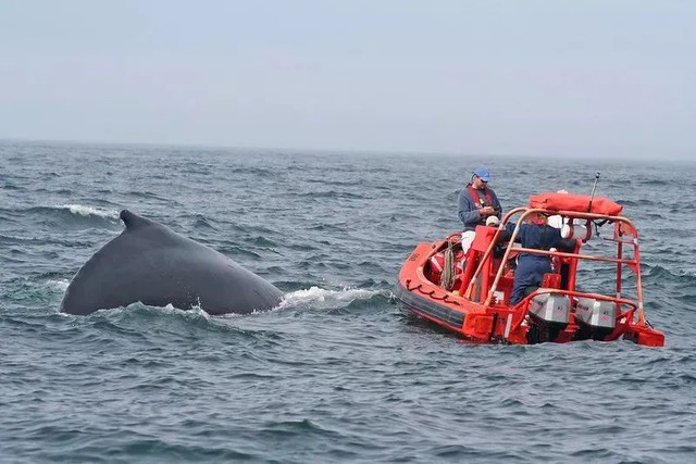 Xem cá voi: Ngành công nghiệp bạc tỷ giúp du khách cận cảnh ngắm nhìn loài động vật to lớn nhất hành tinh