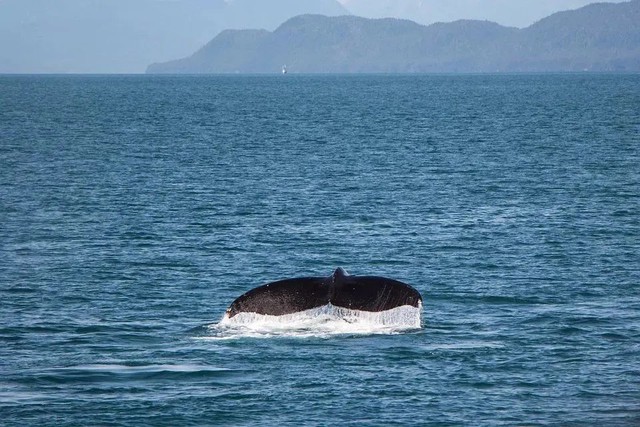 Xem cá voi: Ngành công nghiệp bạc tỷ giúp du khách cận cảnh ngắm nhìn loài động vật to lớn nhất hành tinh