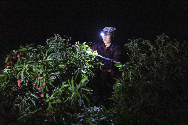 Chùm ảnh: Người dân Bắc Giang trắng đêm soi đèn thu hoạch vải thiều, nô nức chở đi bán từ tờ mờ sáng - Ảnh 6.