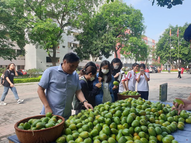 Không hổ là trường nhà người ta, Ngoại thương hái xoài xanh trong khuôn viên để tặng cho sinh viên - Ảnh 3.