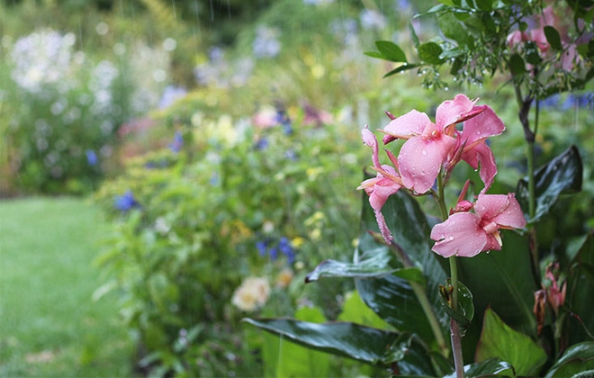 Khu vườn ngập hoa của cụ bà 83 tuổi đã dành 33 năm để chăm sóc - Ảnh 6.