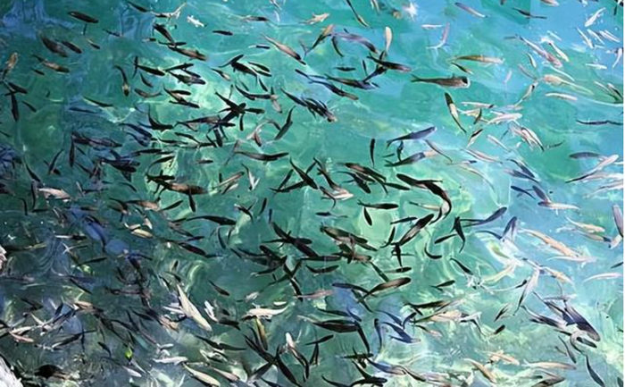 Hang động kỳ lạ 'phun ra' hàng chục nghìn con cá mỗi năm