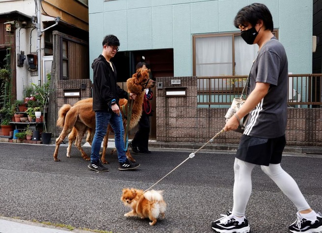 Người dân Tokyo thích thú trải nghiệm dịch vụ chơi với lạc đà trên phố