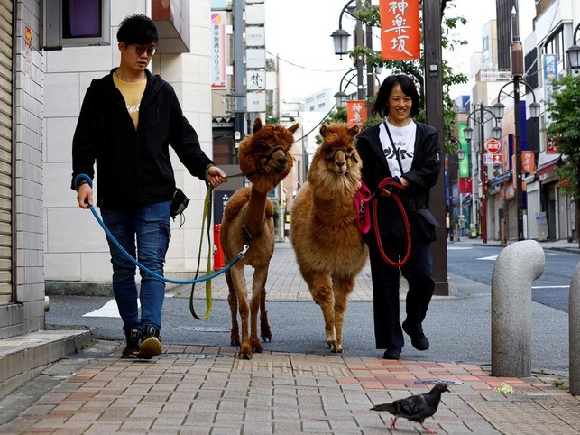 Người dân Tokyo thích thú với dịch vụ chơi với lạc đà trên đường phố