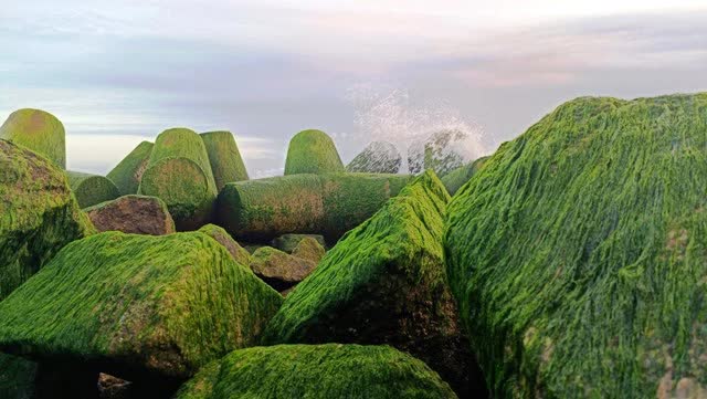 Cuối tháng 6 chính là “thời điểm vàng” để tới nơi này: Ngắm thảm rêu xanh dài cả trăm mét trên bờ biển chỉ có 1 lần trong năm - Ảnh 5.