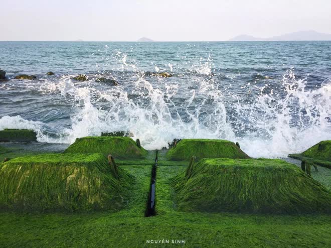 Cuối tháng 6 chính là “thời điểm vàng” để tới nơi này: Ngắm thảm rêu xanh dài cả trăm mét trên bờ biển chỉ có 1 lần trong năm - Ảnh 4.