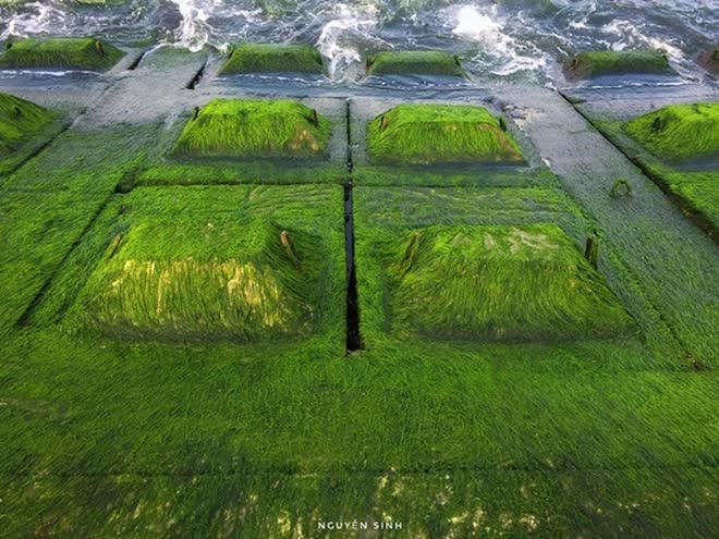 Cuối tháng 6 chính là “thời điểm vàng” để tới nơi này: Ngắm thảm rêu xanh dài cả trăm mét trên bờ biển chỉ có 1 lần trong năm - Ảnh 3.
