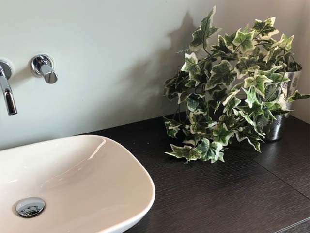 5 loại cây cảnh giúp nhà vệ sinh thơm mát - Ảnh 1.