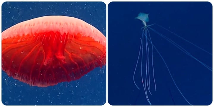 Những sinh vật bí ẩn dưới đáy đại dương khiến bạn vừa thích thú vừa sợ hãi