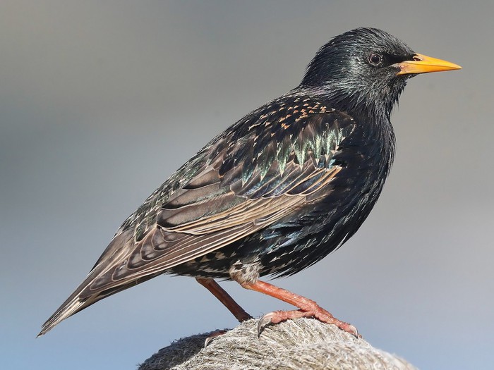 100 năm trước, người đàn ông phóng sinh 60 con chim lạ khiến nước Mỹ thiệt hại 1 tỷ USD mỗi năm