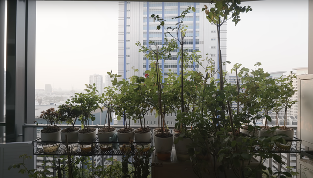 Em g&aacute;i thiết kế nh&agrave; cho anh trai: Căn hộ 33m2 xinh xắn, g&oacute;c n&agrave;o cũng đầy b&igrave;nh y&ecirc;n - Ảnh 11.