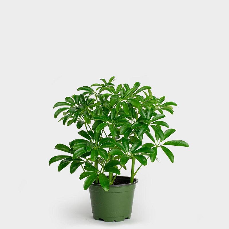 6 loại cây vừa chống muỗi vừa làm đẹp nhà - Ảnh 2. 6 loại cây vừa chống muỗi vừa làm đẹp nhà - Ảnh 2.