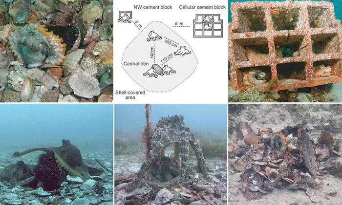 Oclantis: Thành phố dưới nước được xây dựng bởi bạch tuộc