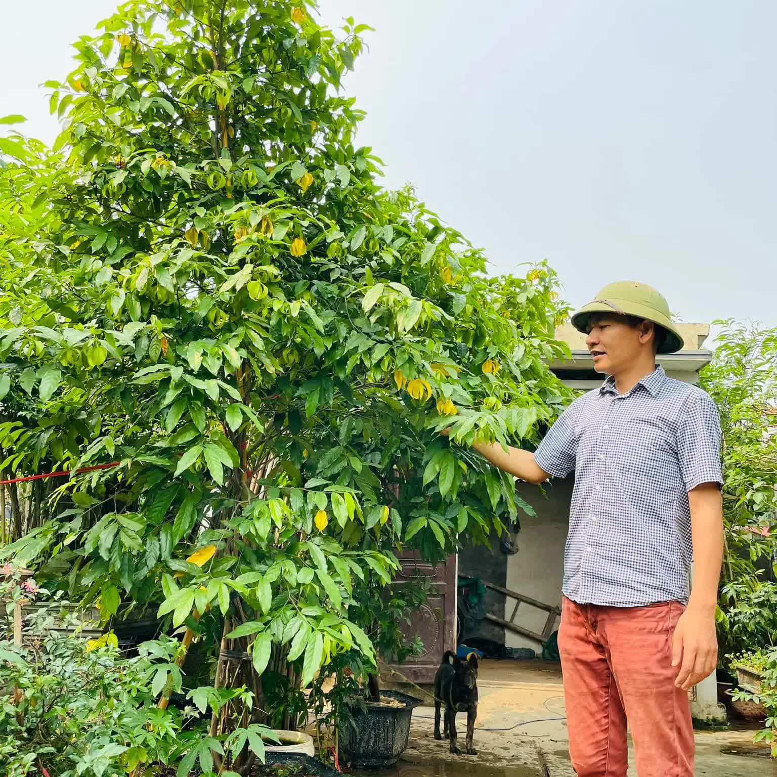 Cách trồng cây cảnh hợp lý cho ban công nhỏ của chung cư - Ảnh 1. Cách trồng cây cảnh hợp lý cho ban công nhỏ của chung cư - Ảnh 1.