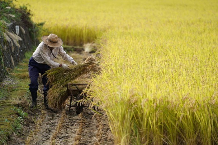 Tại sao người Nhật không còn ''mặn mà'' với cơm mà dần chuyển sang bánh mì?