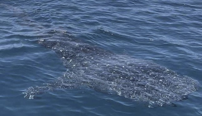 Cá mập voi bơi lội tung tăng ở vùng biển Bình Định - Ảnh 2.