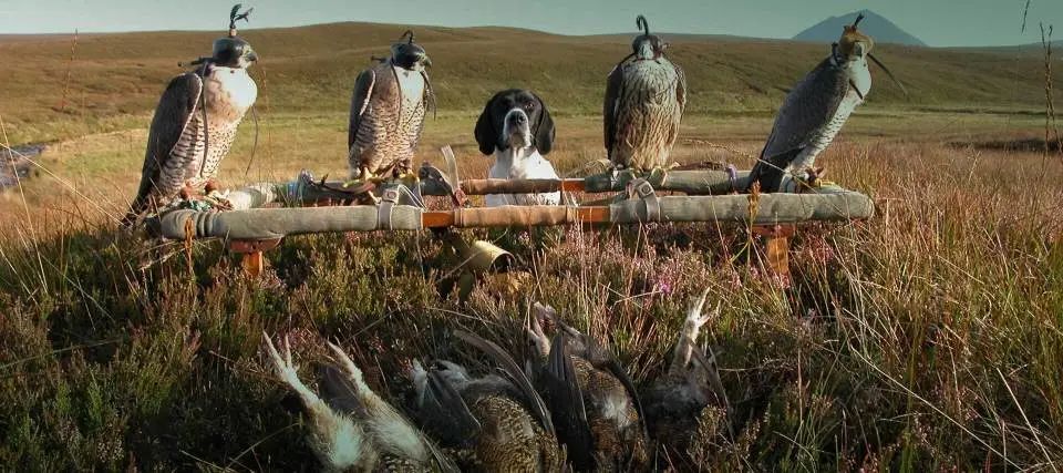 Phong tục săn bắt bằng chim ưng của dân du mục: Quá trình huấn luyện chim 'tàn nhẫn' đến mức nào?