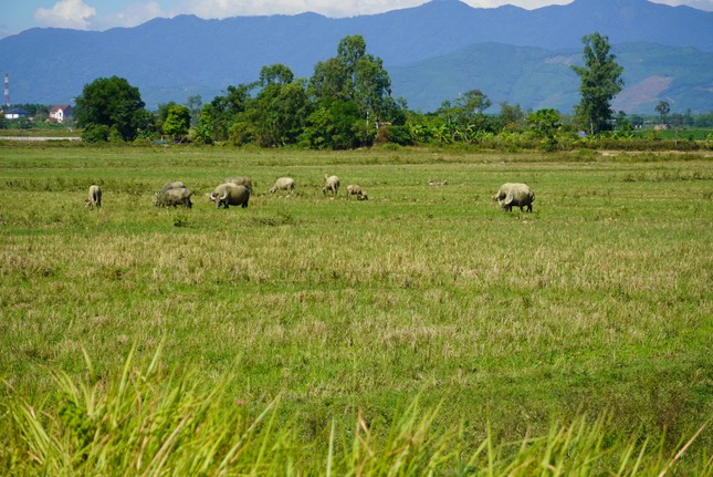 Hơn 6.000 ha đất ruộng bị bỏ hoang vì nông dân sợ... chuột - Ảnh 1.