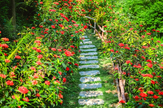 Mê đắm vườn mẫu đơn đỏ rực giữa lưng chừng đồi, chụp ảnh như tiên cảnh ở ngoại thành Hà Nội - Ảnh 1.