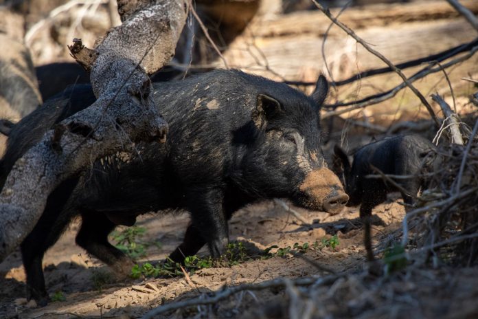 Hơn 500 năm trước, các nhà thám hiểm mang theo 8 con lợn rừng, gây thiệt hại 2,5 tỷ USD mỗi năm